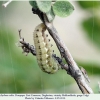 libythea celtis praepupa1a